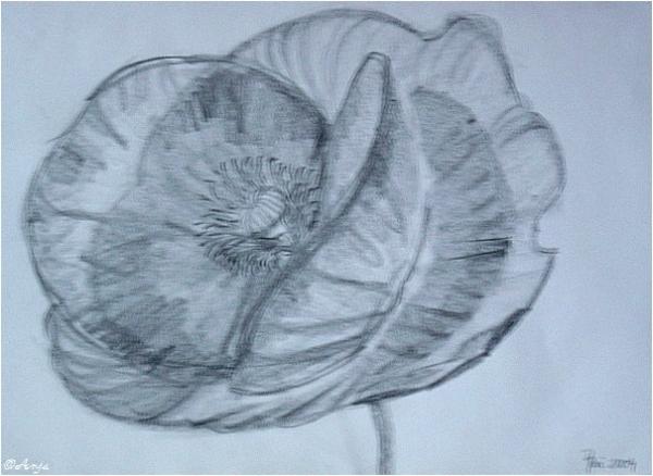 Klick f&uuml;r Originalgr&ouml;&szlig;e :DSC02480.jpg