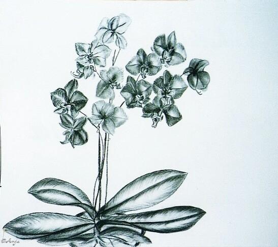 Klick f&uuml;r Originalgr&ouml;&szlig;e :img002.jpg