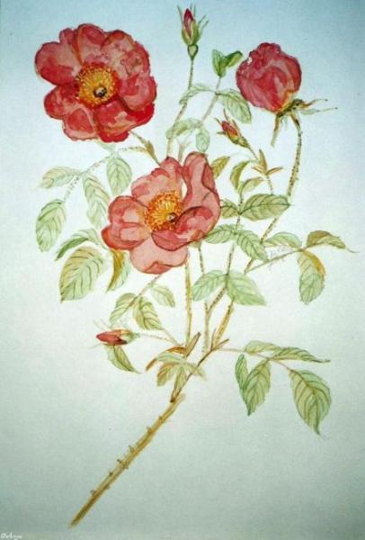 Klick f&uuml;r Originalgr&ouml;&szlig;e :img013cg.jpg