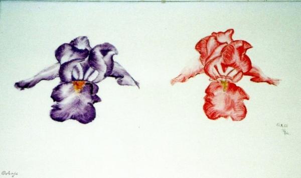 Klick f&uuml;r Originalgr&ouml;&szlig;e :img015.jpg